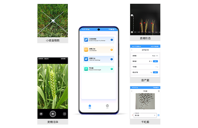 淄博市小麦亩穗数测量仪IN-XM01