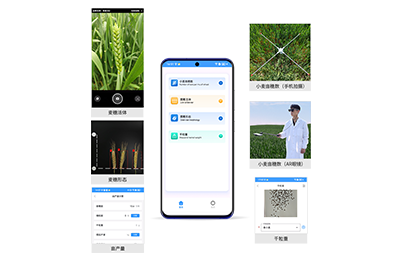 淄博市小麦亩穗数分析仪IN-XM02